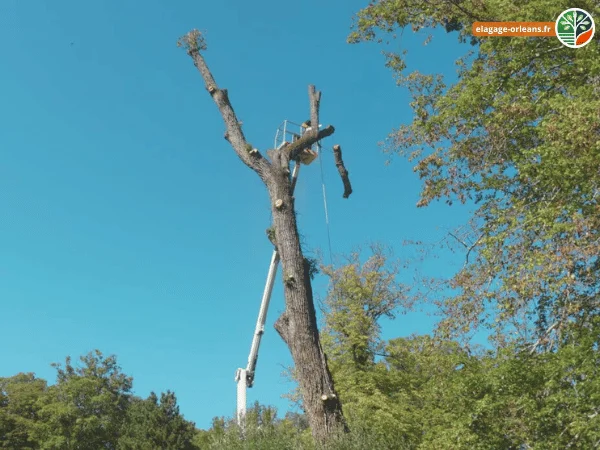 Abbattage d'Arbre par Section a Orleans
