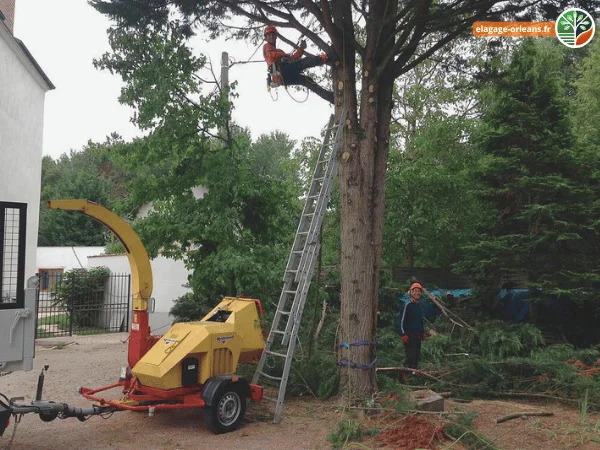 Elagage d'un Arbre a Orleans